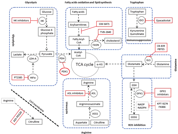 Translating Metabolic Reprogramming into New Targets for Kidney Cancer.