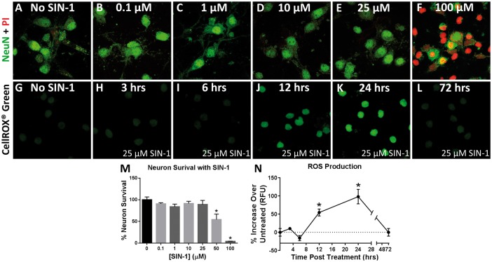 Oxidative Stress Induces Disruption of the Axon Initial Segment.