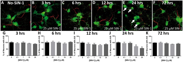 Oxidative Stress Induces Disruption of the Axon Initial Segment.