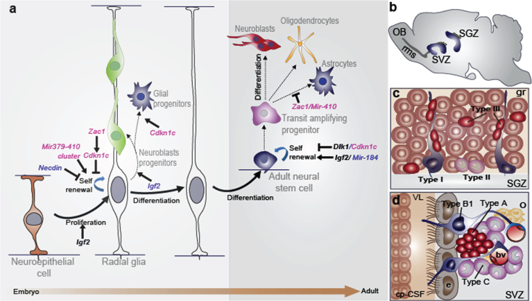 Genomic Imprinting and the Regulation of Postnatal Neurogenesis.