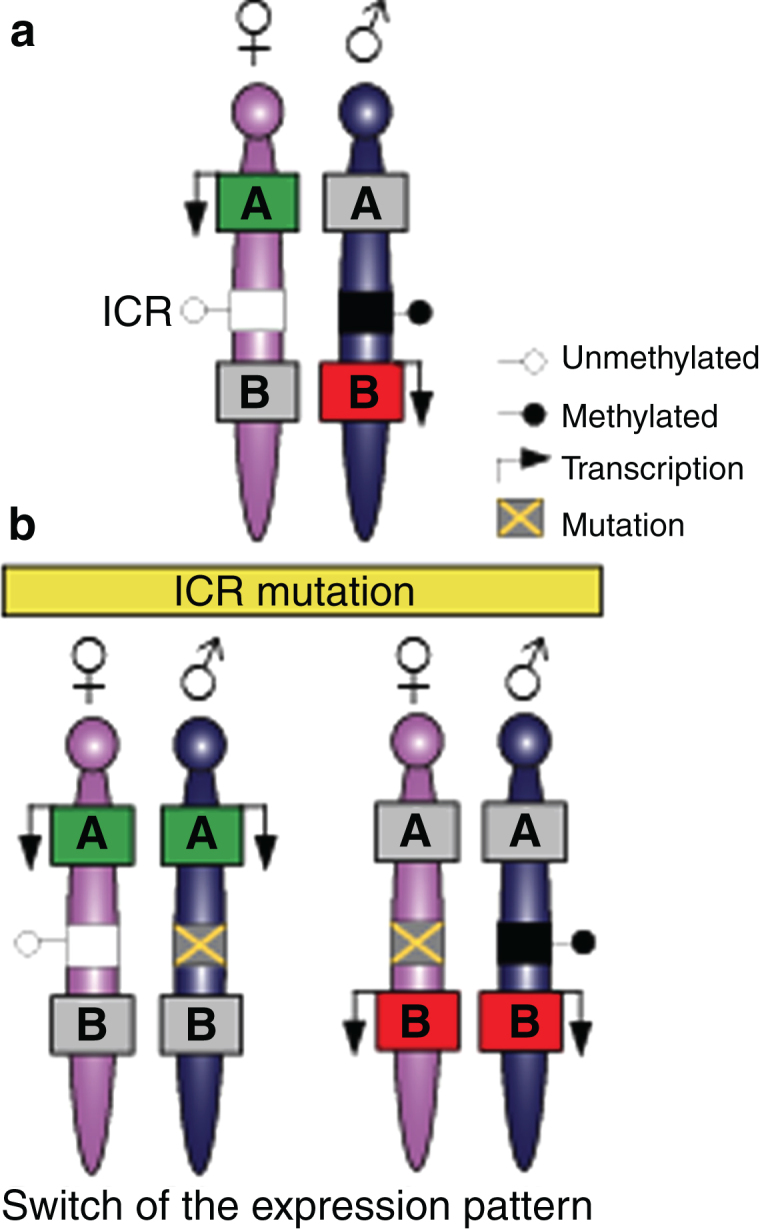 Genomic Imprinting and the Regulation of Postnatal Neurogenesis.