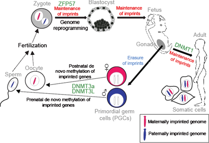 Genomic Imprinting and the Regulation of Postnatal Neurogenesis.