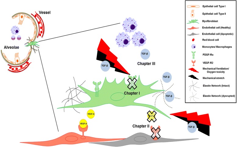 The BPD trio? Interaction of dysregulated PDGF, VEGF, and TGF signaling in neonatal chronic lung disease.