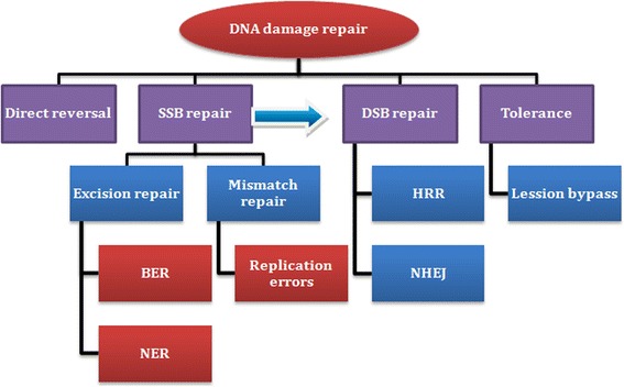 PARP inhibitors as potential therapeutic agents for various cancers: focus on niraparib and its first global approval for maintenance therapy of gynecologic cancers.