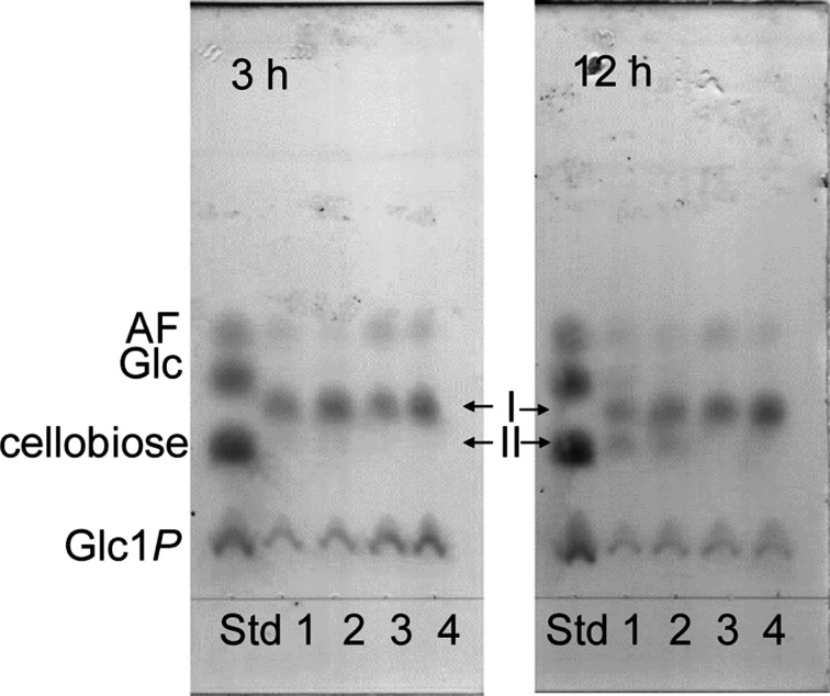 Enzymatic Synthesis of 1,5-Anhydro-4-<i>O</i>-β-D-glucopyranosyl-D-fructose Using Cellobiose Phosphorylase and Its Spontaneous Decomposition via β-Elimination.