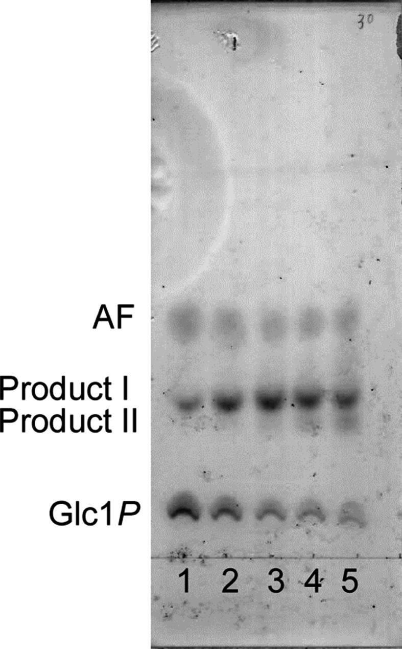 Enzymatic Synthesis of 1,5-Anhydro-4-<i>O</i>-β-D-glucopyranosyl-D-fructose Using Cellobiose Phosphorylase and Its Spontaneous Decomposition via β-Elimination.