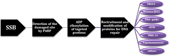 PARP inhibitors as potential therapeutic agents for various cancers: focus on niraparib and its first global approval for maintenance therapy of gynecologic cancers.