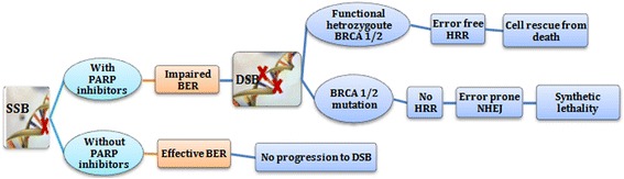 PARP inhibitors as potential therapeutic agents for various cancers: focus on niraparib and its first global approval for maintenance therapy of gynecologic cancers.