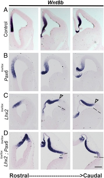 Novel functions of LHX2 and PAX6 in the developing telencephalon revealed upon combined loss of both genes.