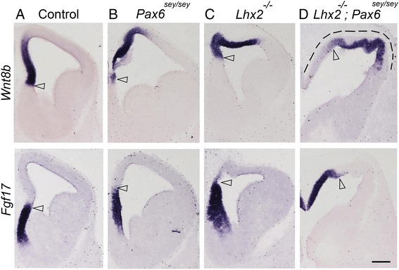Novel functions of LHX2 and PAX6 in the developing telencephalon revealed upon combined loss of both genes.