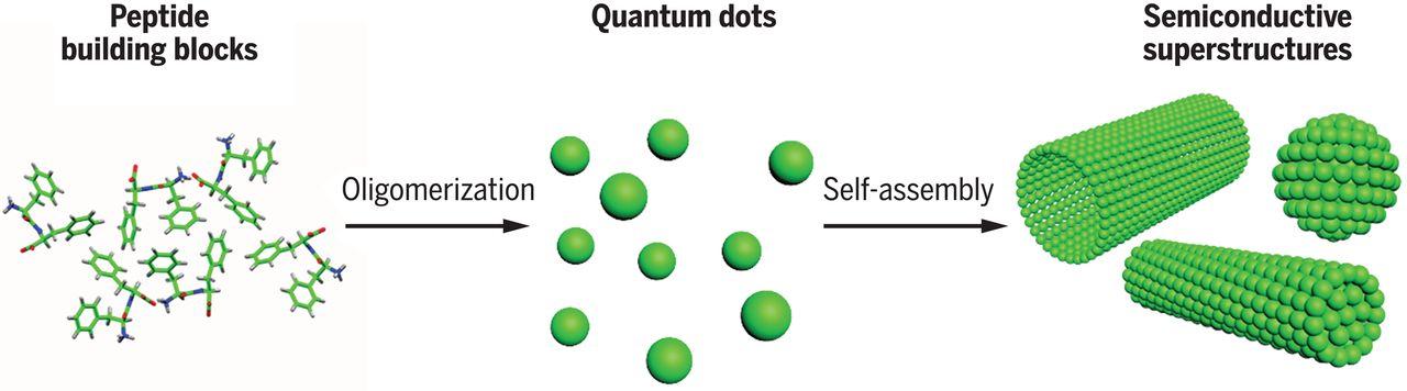 Self-assembling peptide semiconductors