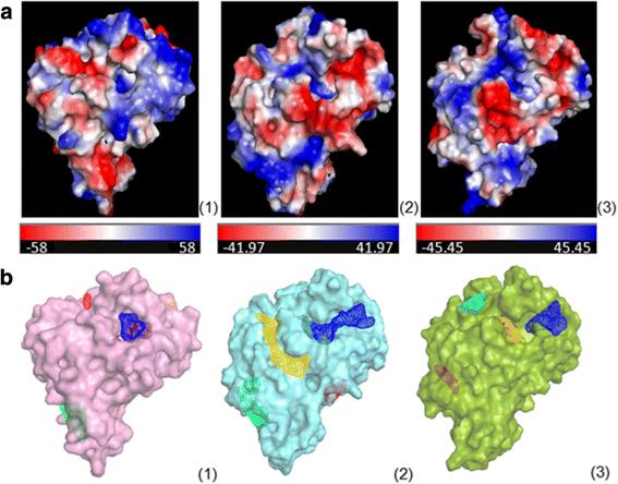 Leishmania infantum 5’-Methylthioadenosine Phosphorylase presents relevant structural divergence to constitute a potential drug target