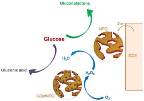 Enzyme Immobilization on Nanoporous Gold: A Review.