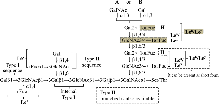 Glycan binding profile of a fucolectin-related protein (FRP) encoded by the SP2159 gene of Streptococcus pneumoniae