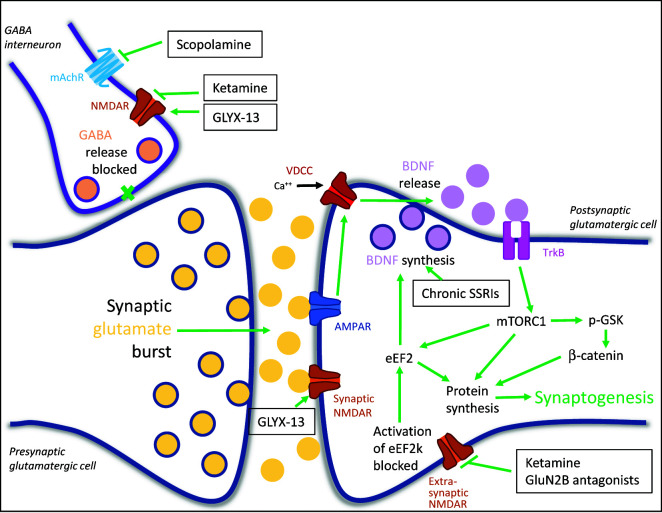 Novel rapid-acting antidepressants: molecular and cellular signaling mechanisms.