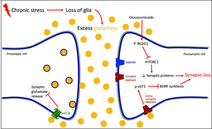 Novel rapid-acting antidepressants: molecular and cellular signaling mechanisms.