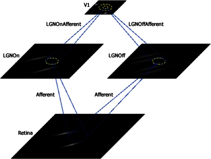 Computational Modeling of Contrast Sensitivity and Orientation Tuning in First-Episode and Chronic Schizophrenia.