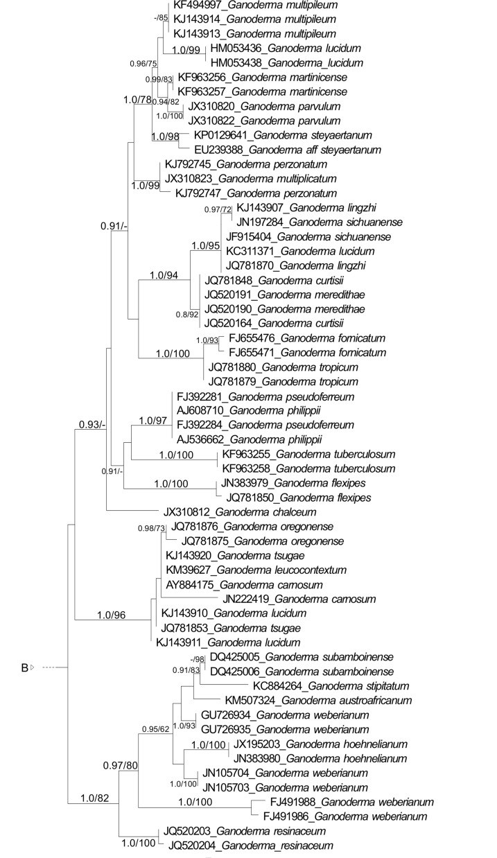 Morphological reassessment and molecular phylogenetic analyses of <i>Amauroderma</i> s.lat. raised new perspectives in the generic classification of the <i>Ganodermataceae</i> family.