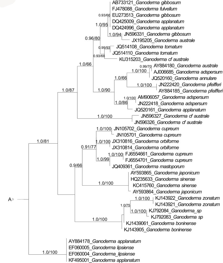 Morphological reassessment and molecular phylogenetic analyses of <i>Amauroderma</i> s.lat. raised new perspectives in the generic classification of the <i>Ganodermataceae</i> family.