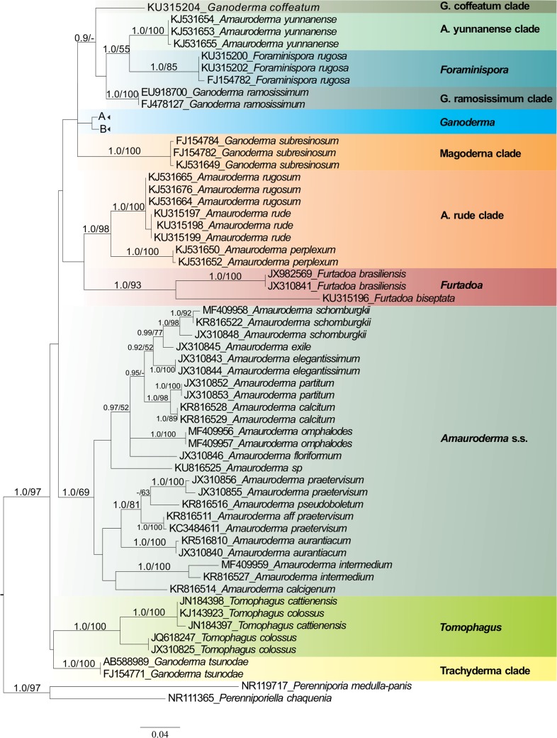 Morphological reassessment and molecular phylogenetic analyses of <i>Amauroderma</i> s.lat. raised new perspectives in the generic classification of the <i>Ganodermataceae</i> family.