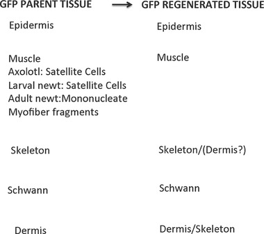 Mechanisms of urodele limb regeneration.