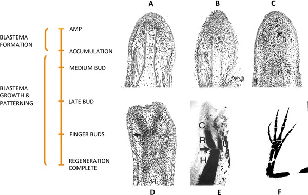 Mechanisms of urodele limb regeneration.