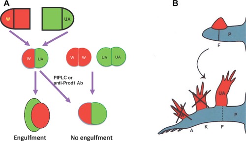 Mechanisms of urodele limb regeneration.