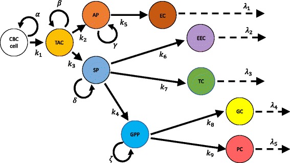 On the utility of a compartmental population kinetics model of intestinal epithelial stem cell proliferation and differentiation.