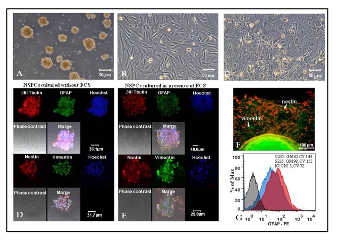 Neural stem/progenitor cells maintained <i>in vitro</i> under different culture conditions alter differentiation capacity of monocytes to generate dendritic cells.