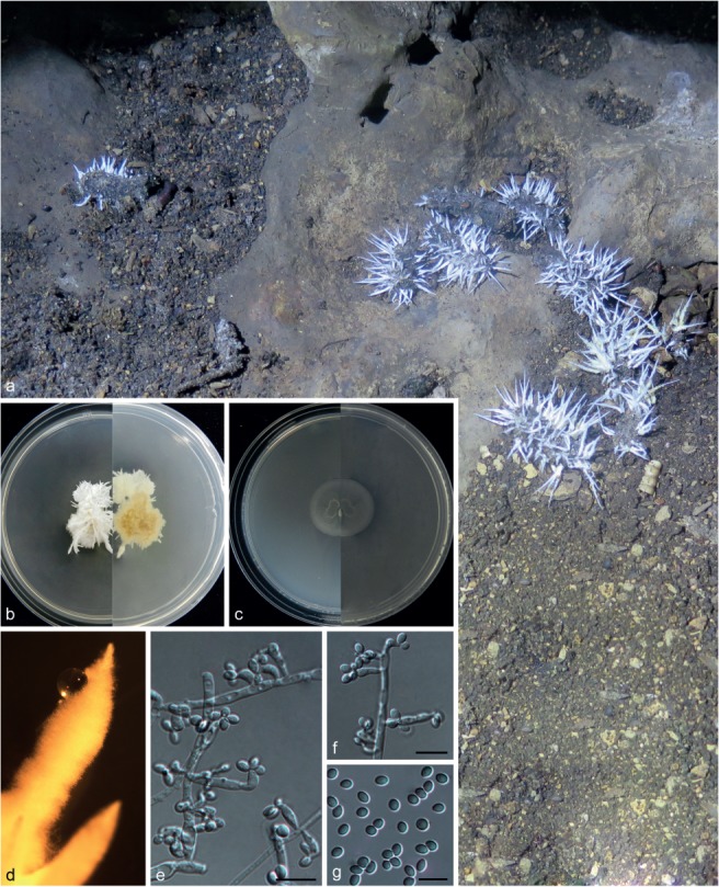 Culturable mycobiota from Karst caves in China, with descriptions of 20 new species.