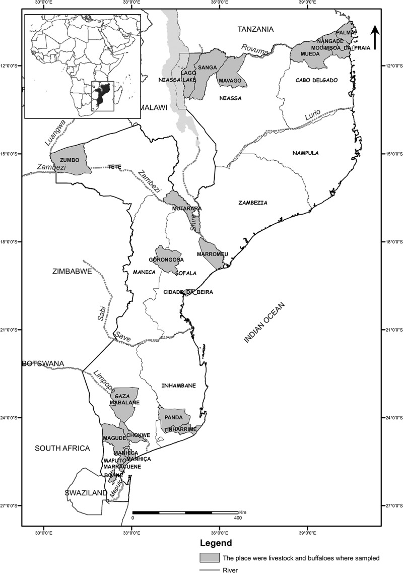 High seroprevalence of Rift Valley fever phlebovirus in domestic ruminants and African Buffaloes in Mozambique shows need for intensified surveillance.