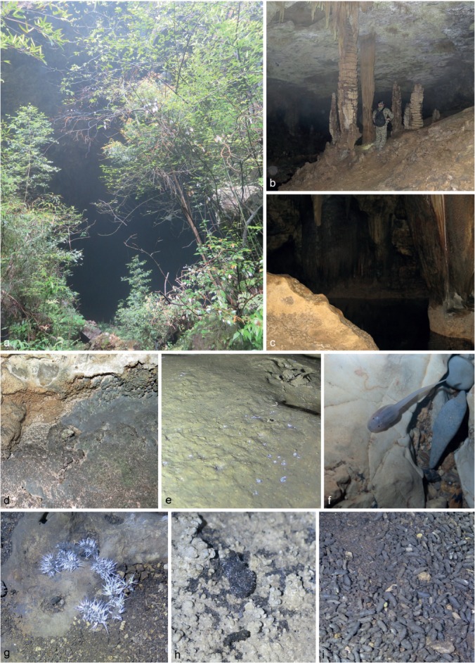 Culturable mycobiota from Karst caves in China, with descriptions of 20 new species.