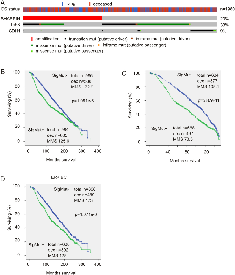 Signatures derived from increase in SHARPIN gene copy number are associated with poor prognosis in patients with breast cancer