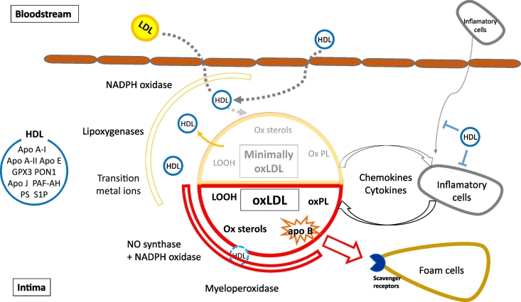 Antioxidative activity of high-density lipoprotein (HDL): Mechanistic insights into potential clinical benefit