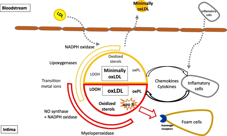 Antioxidative activity of high-density lipoprotein (HDL): Mechanistic insights into potential clinical benefit