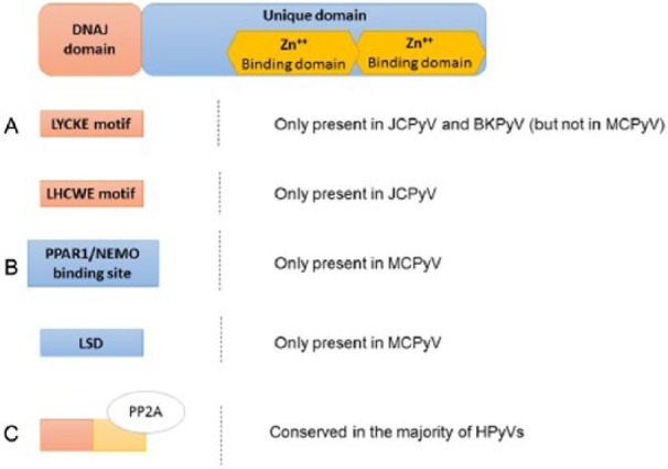 Human Polyomaviruses: The Battle of Large and Small Tumor Antigens.