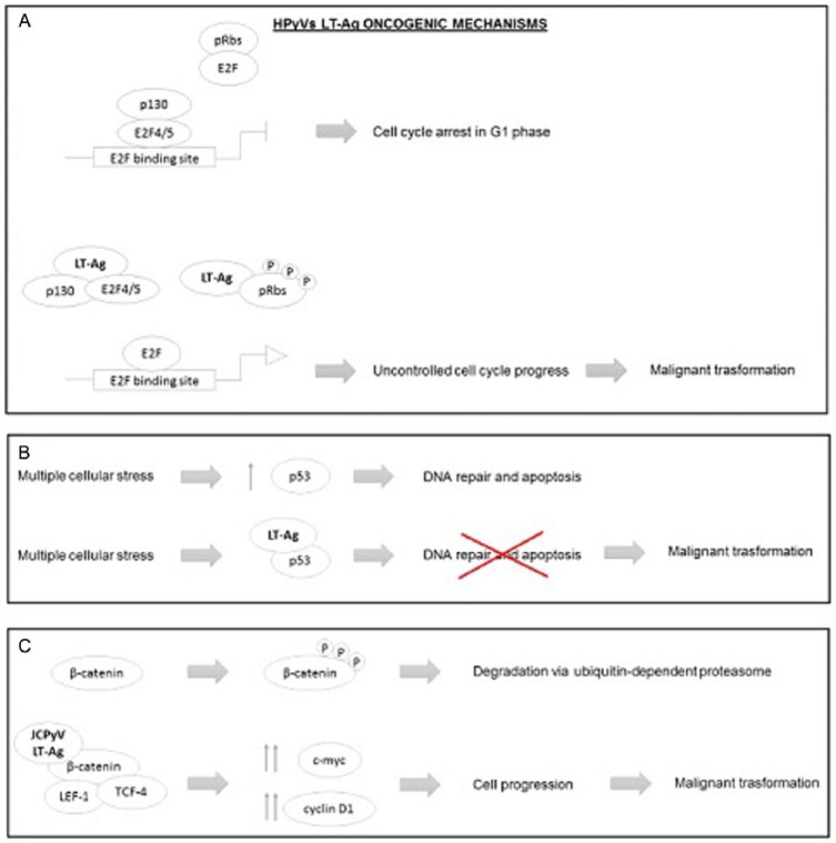 Human Polyomaviruses: The Battle of Large and Small Tumor Antigens.