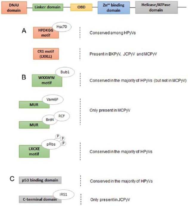 Human Polyomaviruses: The Battle of Large and Small Tumor Antigens.