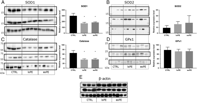 Alterations in antioxidant system, mitochondrial biogenesis and autophagy in preeclamptic myometrium