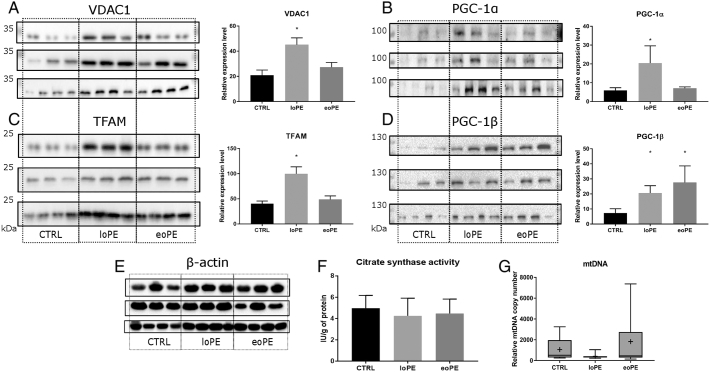 Alterations in antioxidant system, mitochondrial biogenesis and autophagy in preeclamptic myometrium