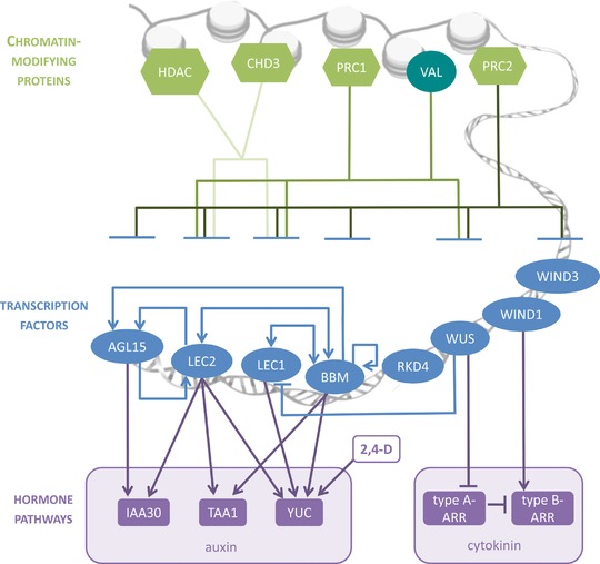 A transcriptional view on somatic embryogenesis.