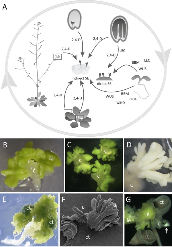 A transcriptional view on somatic embryogenesis.