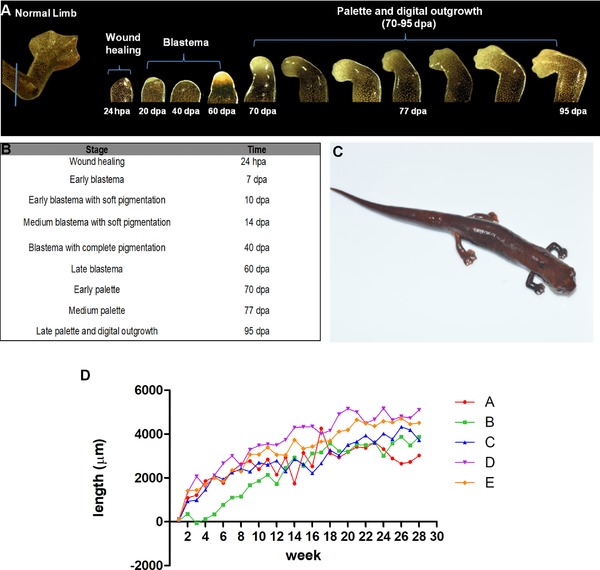 Limb regeneration in a direct-developing terrestrial salamander, <i>Bolitoglossa ramosi</i> (Caudata: Plethodontidae): Limb regeneration in plethodontid salamanders.