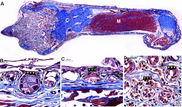 Limb regeneration in a direct-developing terrestrial salamander, <i>Bolitoglossa ramosi</i> (Caudata: Plethodontidae): Limb regeneration in plethodontid salamanders.