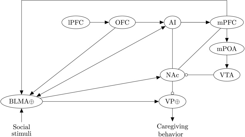 A Neural Model of Empathic States in Attachment-Based Psychotherapy.