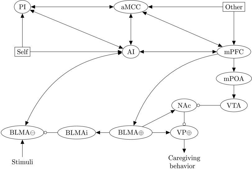 A Neural Model of Empathic States in Attachment-Based Psychotherapy.