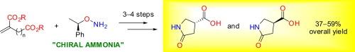 O-(α-Phenylethyl)hydroxylamine as a ‘chiral ammonia equivalent’: synthesis and resolution of 5-oxopyrrolidine- and 6-oxopiperidine-3-carboxylic acids