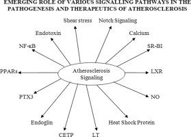 Emerging role of various signaling pathways in the pathogenesis and therapeutics of atherosclerosis