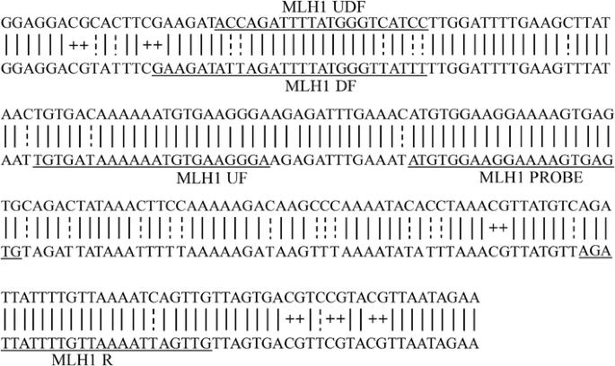 An optimized rapid bisulfite conversion method with high recovery of cell-free DNA