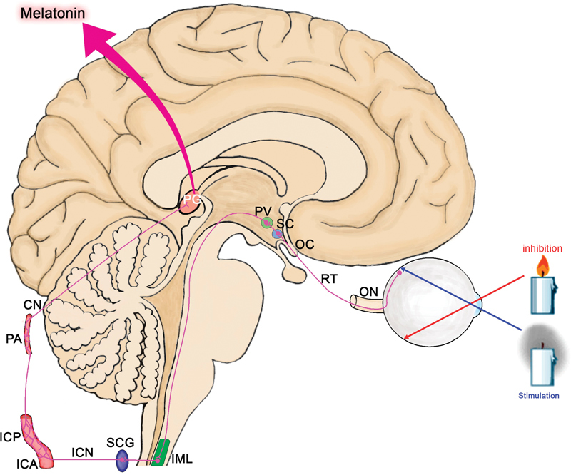 Useful Effects of Melatonin in Peripheral Nerve Injury and Development of the Nervous System.